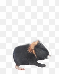 My Guinea Pig You - Guinea Pig Emoji,Guinea Pig Emoji