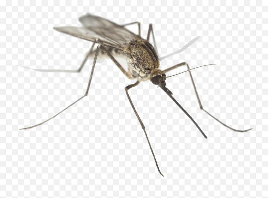 Greater Los Angeles County Mosquito Vector - Clip Art Library Mosquitoes In Nc Emoji,Mosquito Emoji