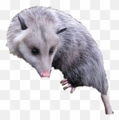 Opossum Redhoodfarmgang - Common Opossum Emoji,Opossum Emoji