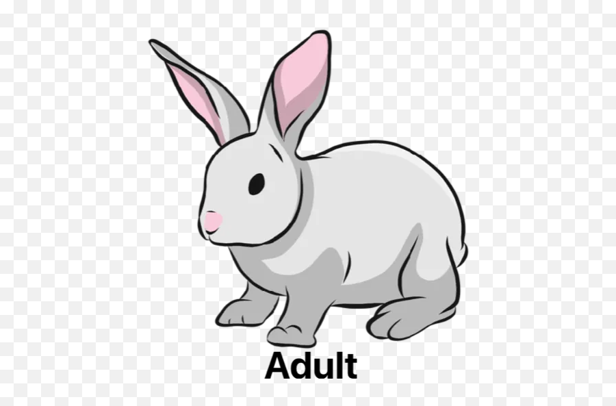 Rabbit Stickers For Whatsapp - Domestic Rabbit Emoji,Adult Emoji For Whatsapp