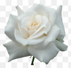 Largest Collection Of Free - Toedit White Rose Stickers Fresh Emoji,White Rose Emoji