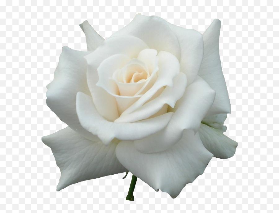 Largest Collection Of Free - Toedit White Rose Stickers Fresh Emoji,White Rose Emoji