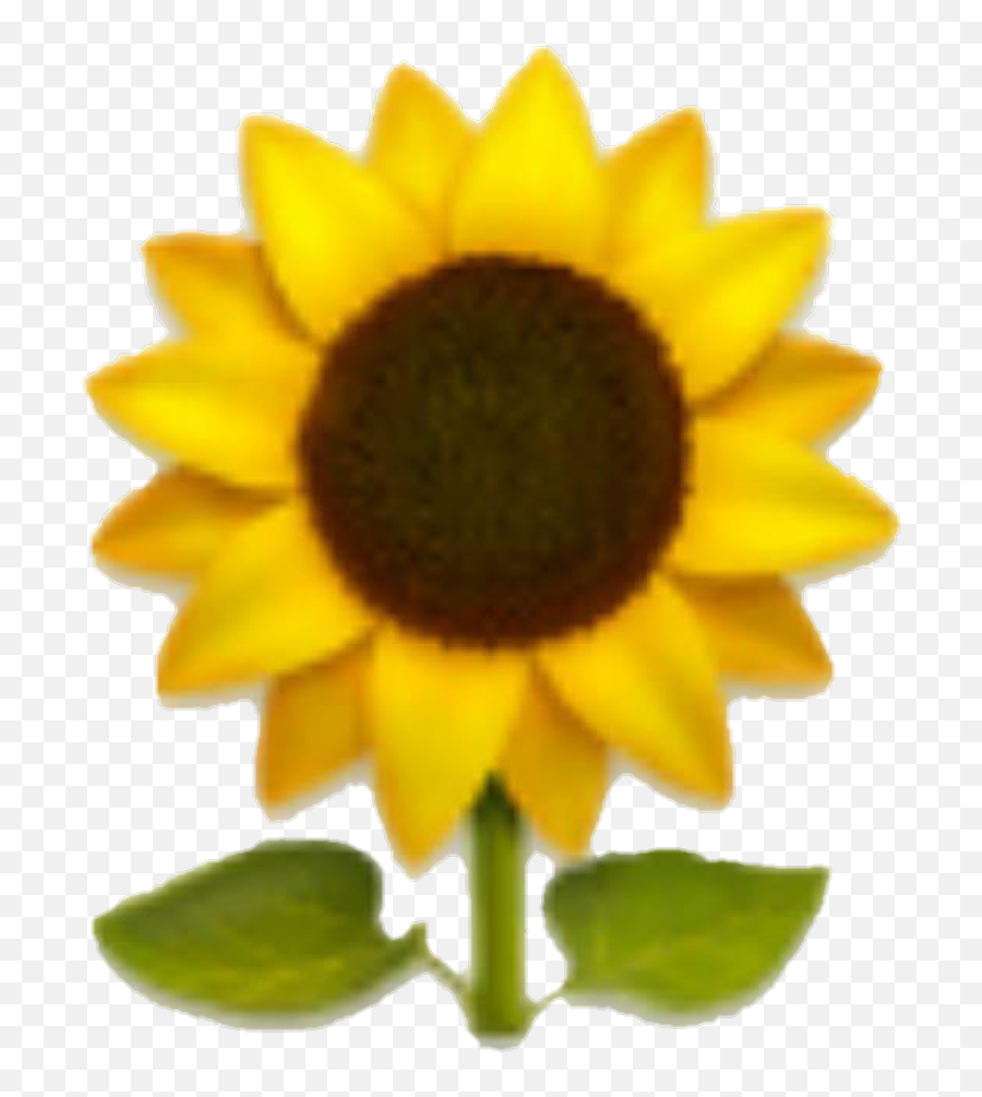 Emoji Sunflower Yellow Yellowflower Flower Clipart - Sunflower Emoji Transparent,Flower Emojis