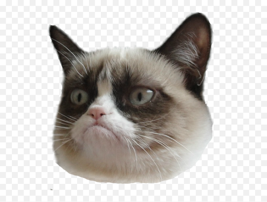 Cat Face Png Picture - Grumpy Cat Transparent Background Emoji,Angry Cat Face Emoji
