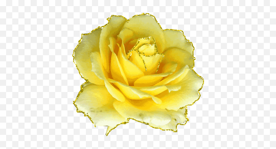 Yellow Rose Gif Rose Fans - Red Roses White Roses Pink Animated Gif Yellow Roses Emoji,White Rose Emoji