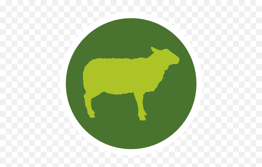 Sheep Cattle Domestic Pig Meat Packing Industry Hay - Sheep Emoji,Sheep Emoji