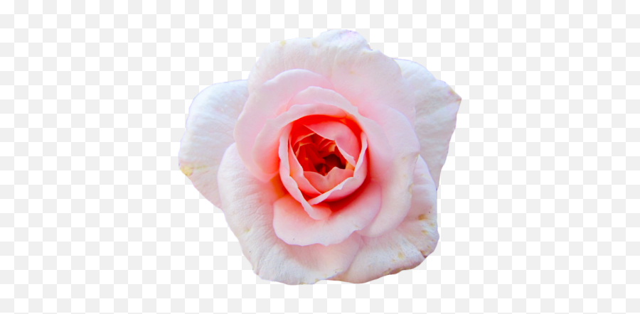 Transparent Flower - Rose Emoji,Flower Emojis