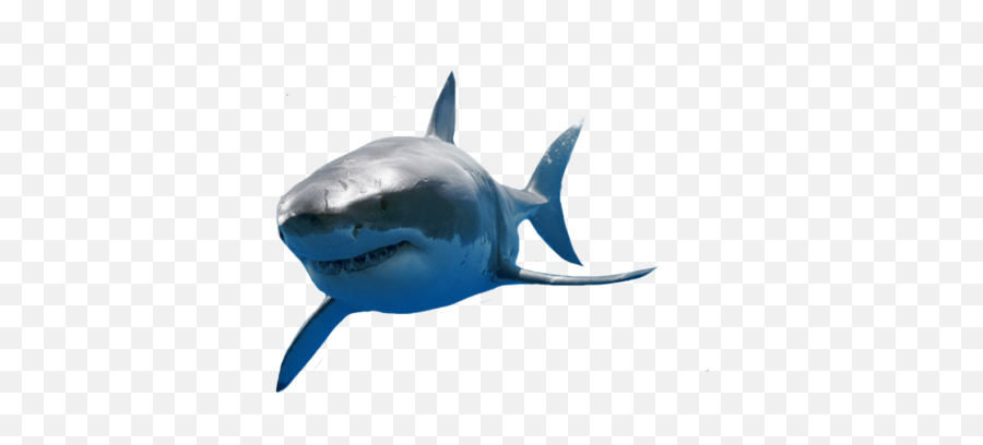 Edit Edits Png Aesthetic Arianagrande - Great White Shark Png Emoji,Shark Emoji Iphone