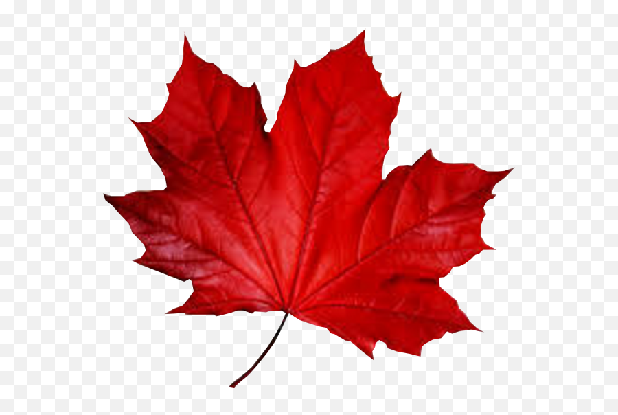 Maple Leaf Smule Autumn - Fall Red Leaf Png Emoji,Leaves Emoji