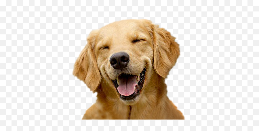 Funny Doge - Happy Puppy Emoji,Doge Emoji