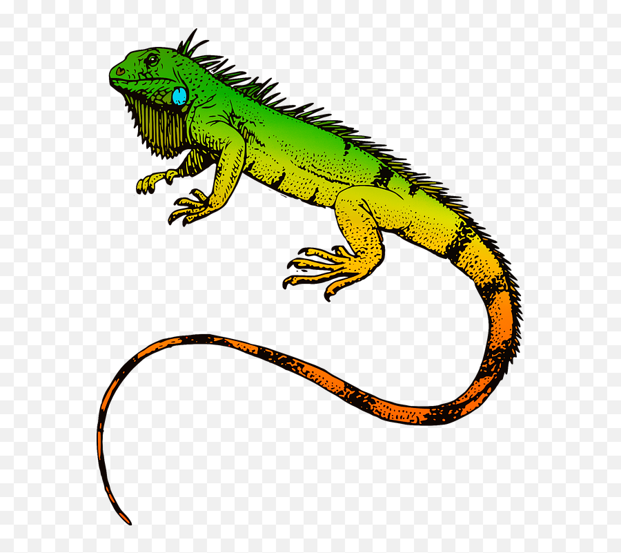 Reptiles Iguana Animal - Iguana Png Emoji,Snake Emoji Shirt