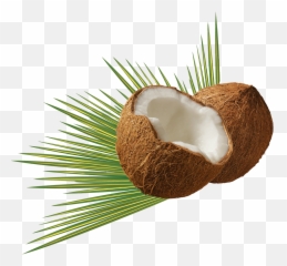 Isolated Nature Holiday Caribbean - Coconut Png Emoji