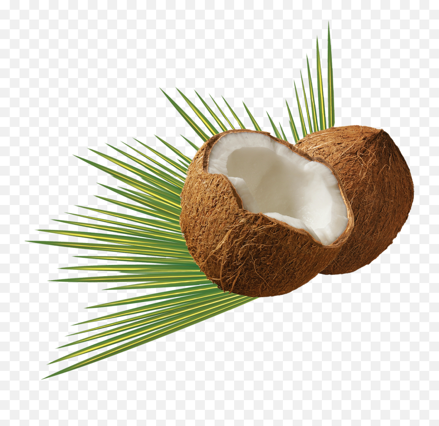 Isolated Nature Holiday Caribbean - Coconut Png Emoji,Paddle Board Emoji