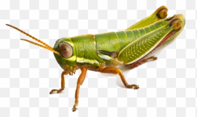 Cricket Clipart Nymph Grasshopper - Transparent Grasshopper Png Emoji,Cricket Emoji