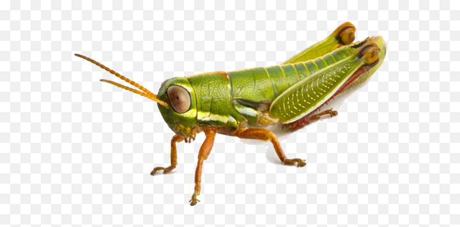 Cricket Clipart Nymph Grasshopper - Transparent Grasshopper Png Emoji,Cricket Emoji