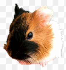 Guinea Pig - Guinea Pig Emoji,Guinea Pig Emoji