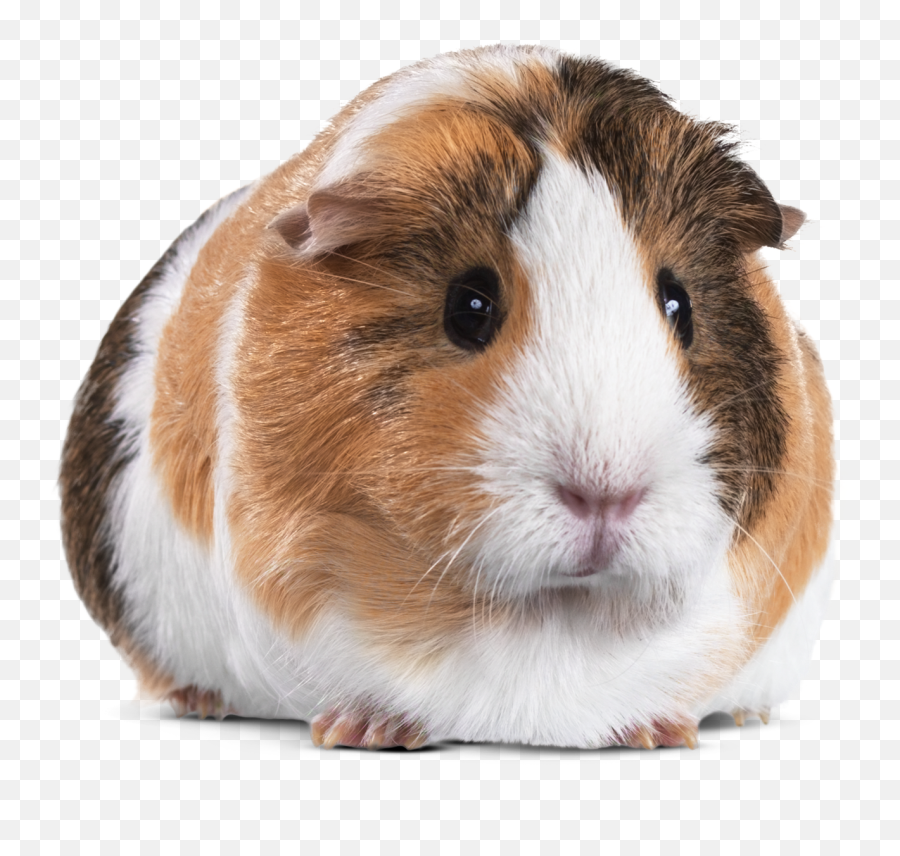 Honey Combed Guinea Pig U2013 Itu0027s Not My Fault Emoji,Emoji Man Plus Horse