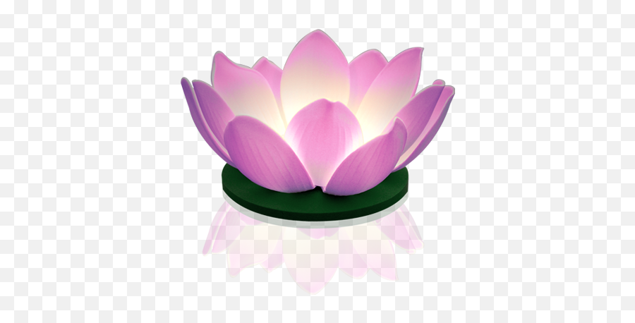 Freetoedit Flowers Flower Lotusflower - Seerosen Schwimmend Mit Licht Emoji,Lotus Flower Emoji