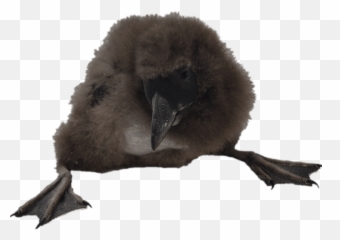 Picture - Macareux Png Emoji,Puffin Emoji