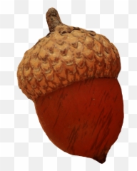 Acorn Nut Oak Tree Oaktree Squirrel Autumn Fall Leaves - Coin Purse Emoji,Acorn Emoji