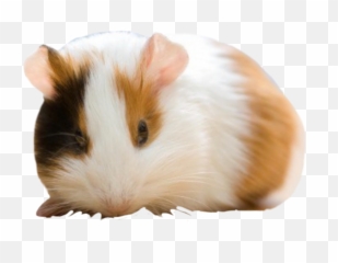 Guineapig Cute Animallover Adorable Hamster Freetoedit Emoji,Guinea Pig Emoji