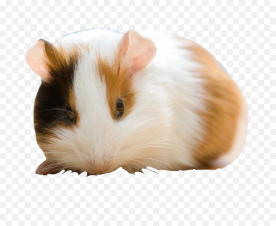 Guineapig Cute Animallover Adorable Hamster Freetoedit Emoji,Guinea Pig Emoji