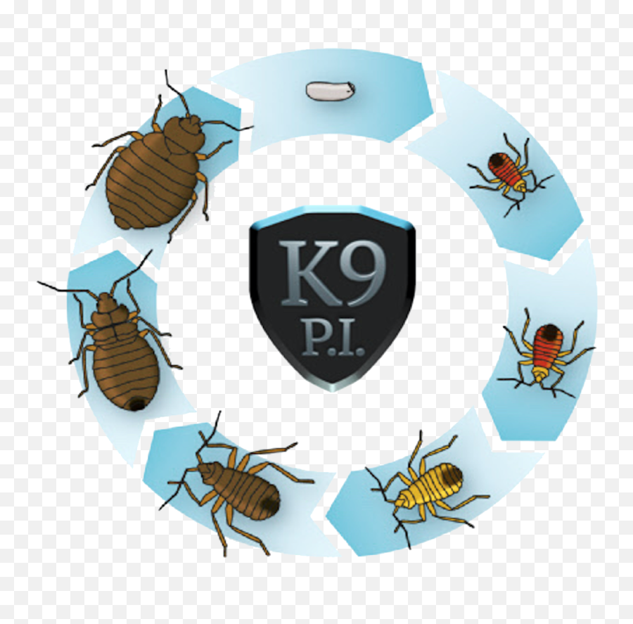 Faqs U2013 K9 Pi Inc Bed Bug Scent Detection - Life Cycle Of Bed Bugs Emoji,Mosquito Emoji