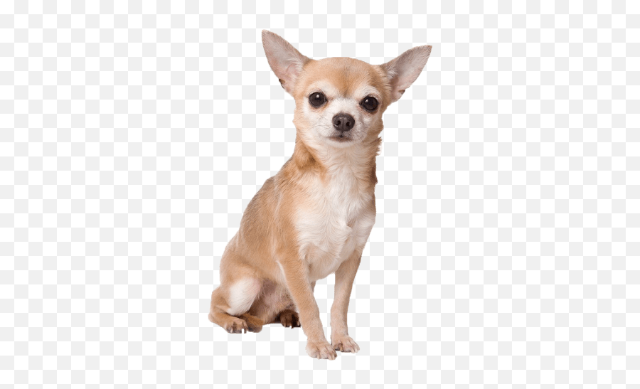 Chihuahua Clipart Transparent Picture 1747338 Chihuahua - Tan Short Hair Chihuahua Emoji,Chihuahua Emoji
