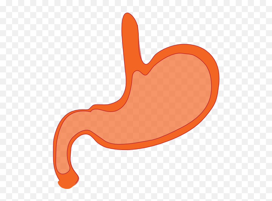 Stomach Clipart Png - Transparent Stomach Cartoon Emoji,Stomach Emoji