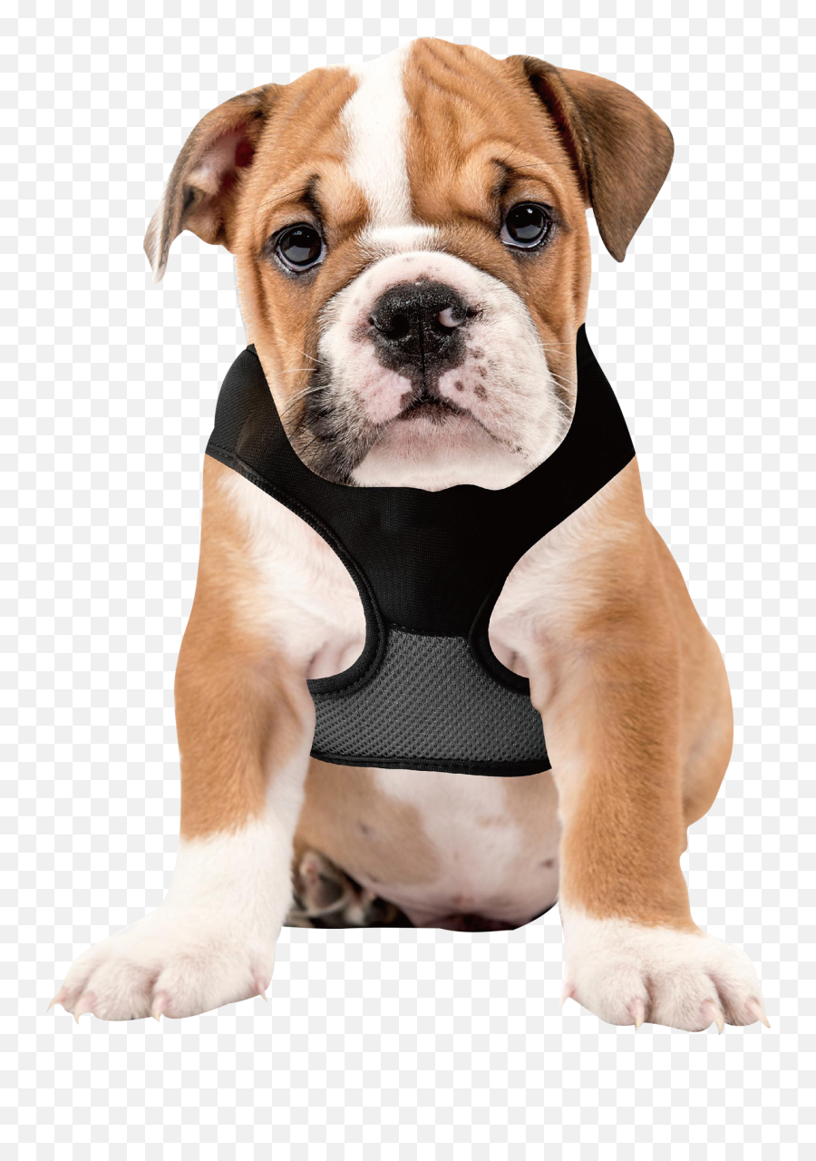 2 - Fortuesday 2in1 Lucky Leash Retractable Dog Harnesses Bowl So Dog Eats Slower Emoji,Puppy Dog Eyes Emoticon