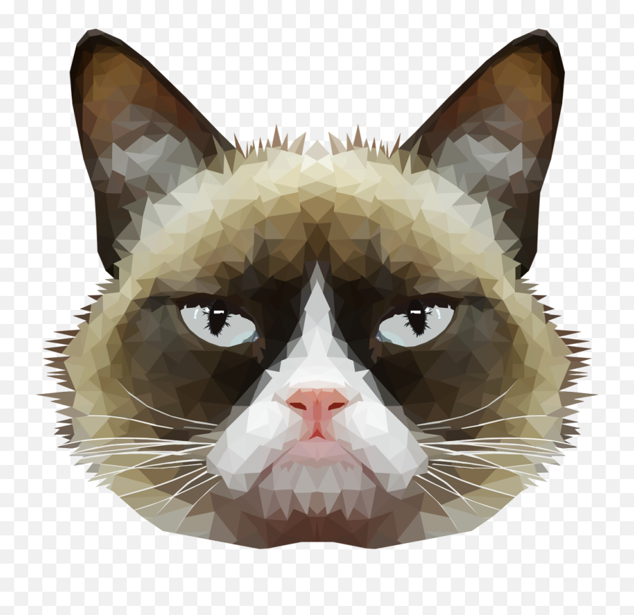 American Wirehair Grumpy Cat Whiskers Domestic Short - Cat Head Transparent Background Emoji,Grumpy Cat Emoji