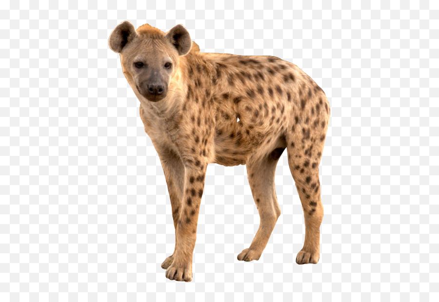 Popular And Trending Hyena Stickers - Ten Interesting Facts About Hyenas Emoji,Hyena Emoji