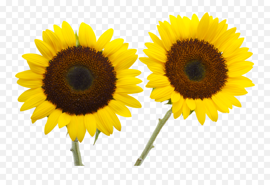 Two Cut Sunflowers Common Sunflower Emoji,Sunflower Emoji Transparent