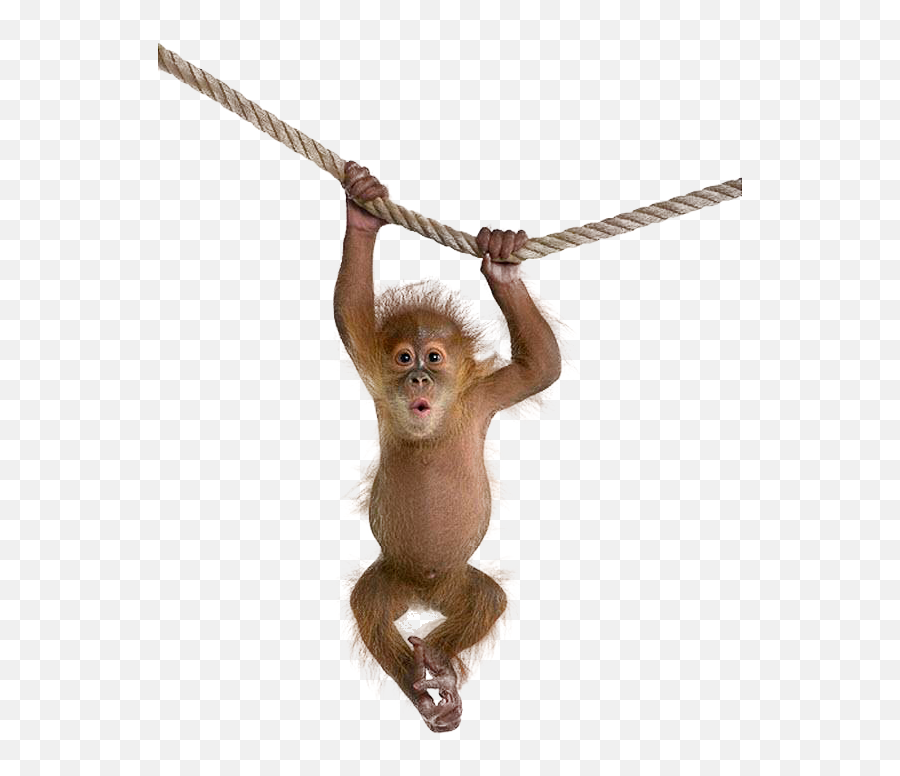 Monkey Ape Gorilla Terrieasterly - Monkey Png Emoji,Ape Emoji