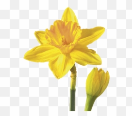 Flower Meaning Symbolism - Daffodil Emoji