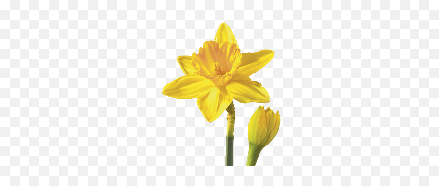 Flower Meaning Symbolism - Daffodil Flower Emoji,Yellow Flower Emoji