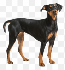 German Pinscher - 14 free HQ online Puzzle Games Emoji