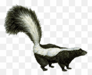 Animals Quiz - By Scripttical Skunk Png Emoji