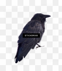 Crow Devinart Transparent Png - Portable Network Graphics Emoji,Raven Bird Emoji