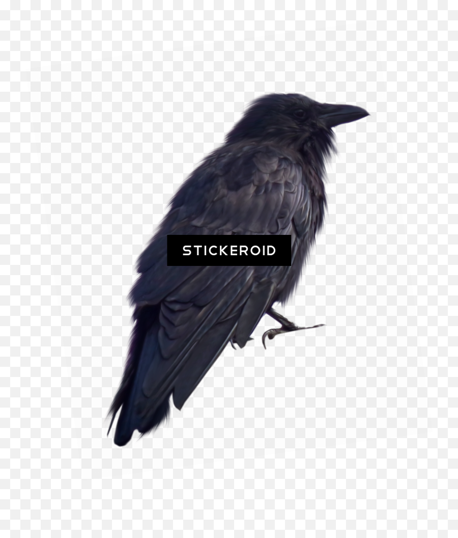Crow Devinart Transparent Png - Portable Network Graphics Emoji,Raven Bird Emoji