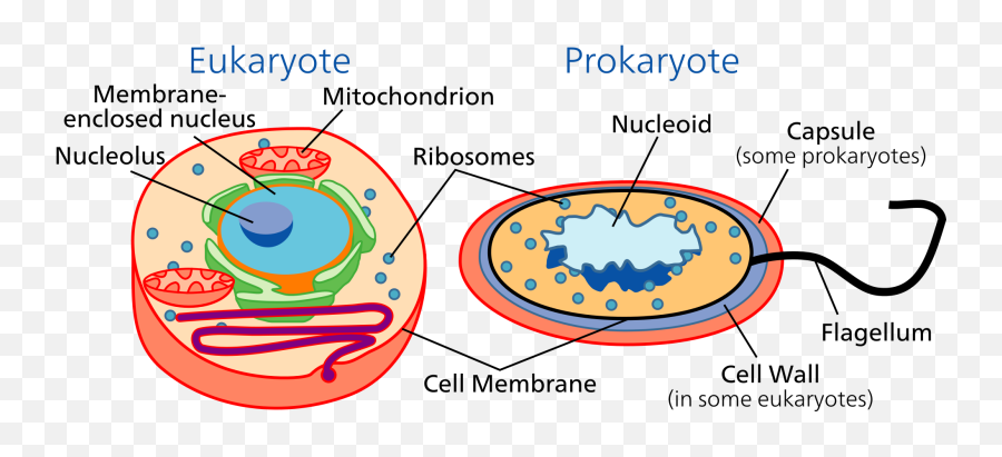 Cell - Prokaryotes And Eukaryotes Emoji,What Does A Peach Emoji Mean