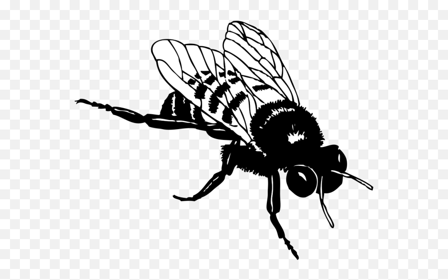 Bumble Bee Png Svg Clip Art For Web - Realistic Bee Clipart Black And White Emoji,Bumble Bee Emoji
