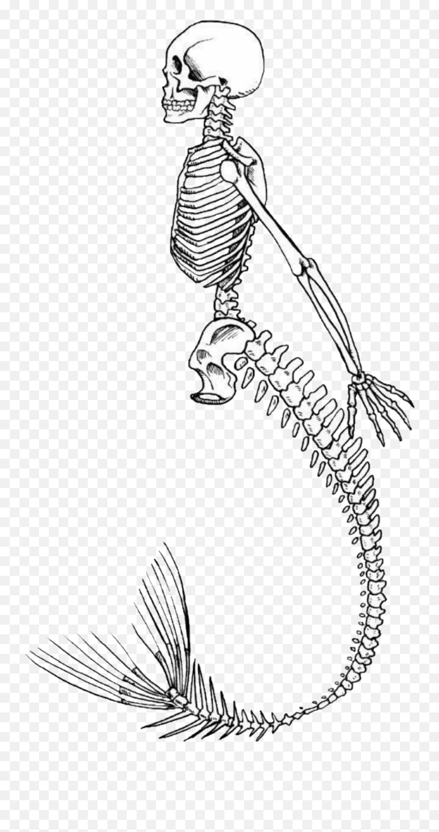 Mermaid Skeleton Sticker - Drawing Emoji,Skull Fish Fish Emoji