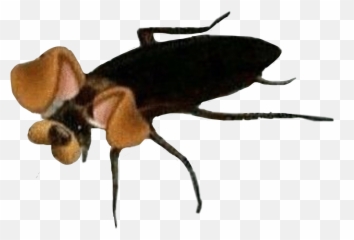 Roach Freetoedit - Bee Emoji,Roach Emoji
