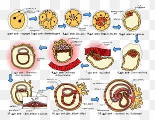 Human Embryogenesis Emoji,Emoji Dictionary