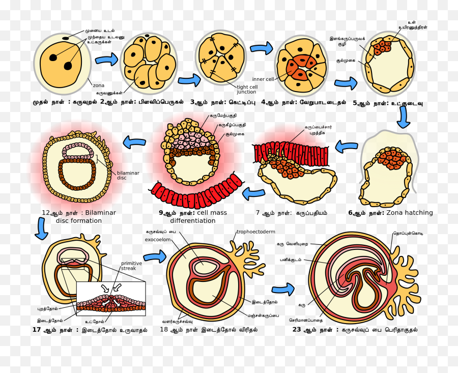 Human Embryogenesis Emoji,Emoji Dictionary