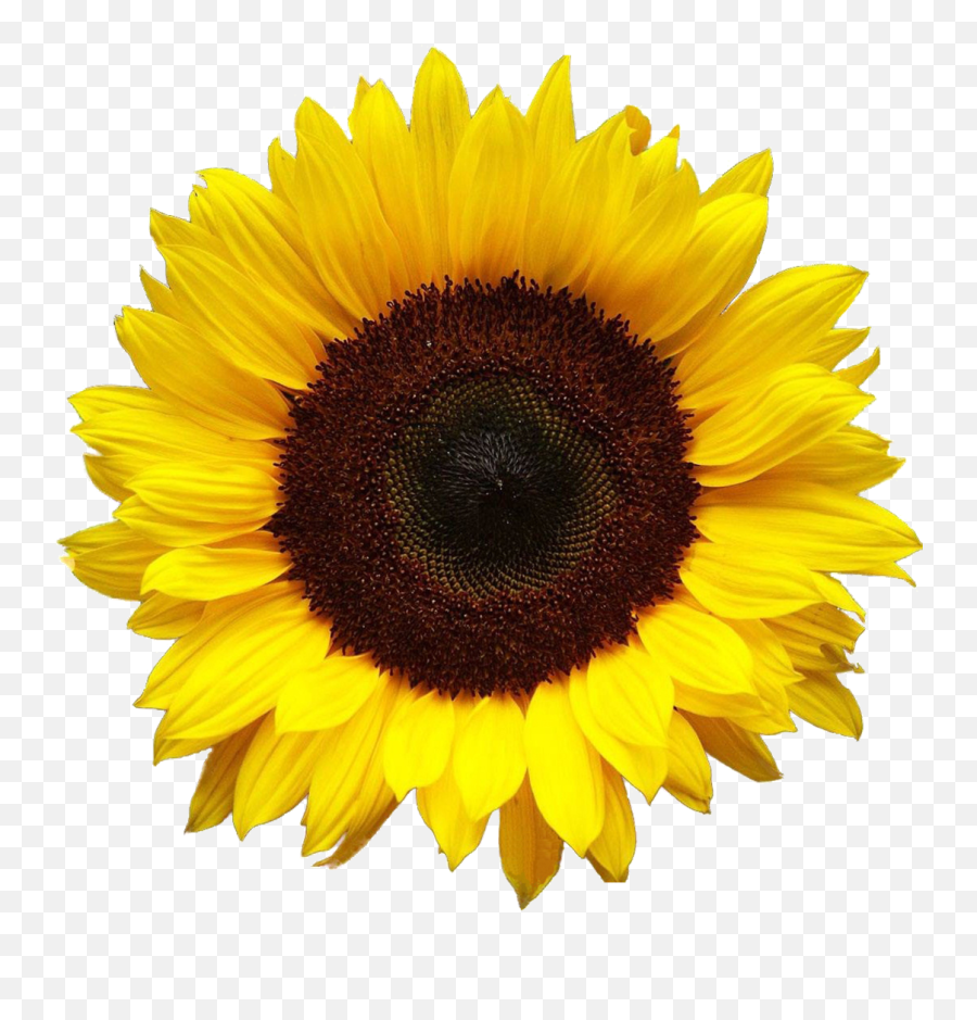 Sunflower Png Discovered - Drawing Color Realistic Sunflower Emoji,Sunflower Emoji