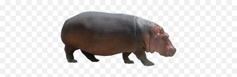 Download Hippopotamus Free Png Image Hq - Hippo Transparent Background Emoji,Hippo Emoji Android