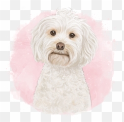 Piper The Cockapoo - Maltese Emoji