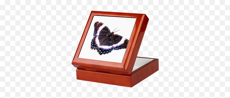 Black Butterfly Cutout Keepsake Box - Bitcoin Emoji,Moth Emoji